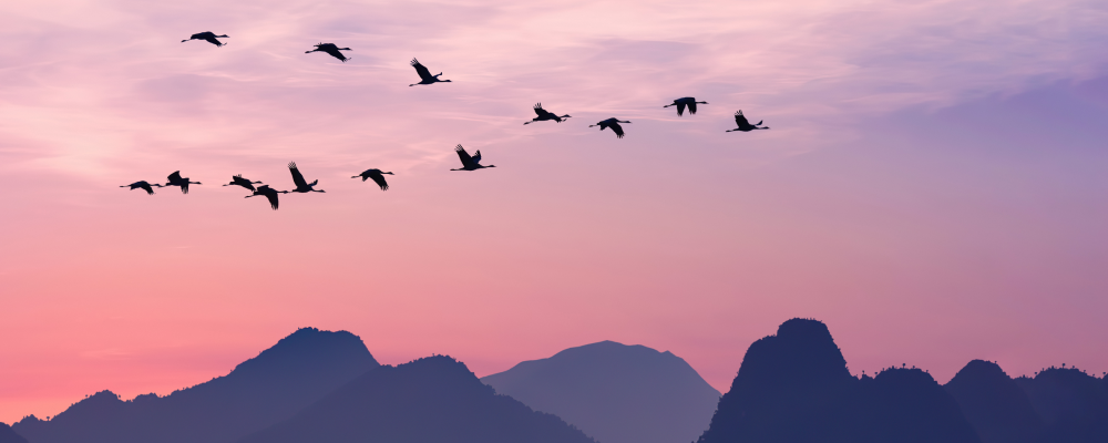 1000x400-ics-blog-migrate.png