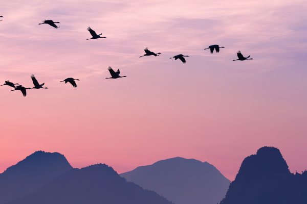 1000x400-ics-blog-migrate.png